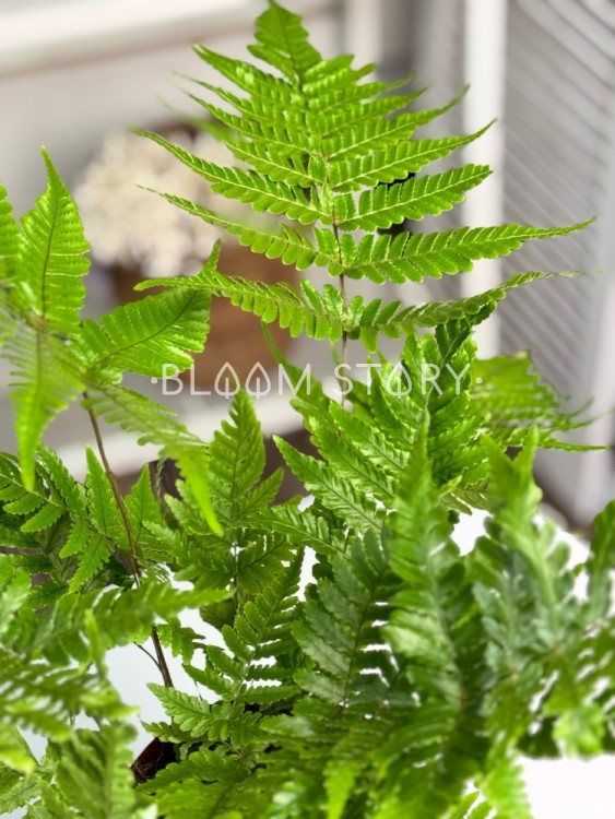 Дриоптерис Эритросора ⌀12 30 см 