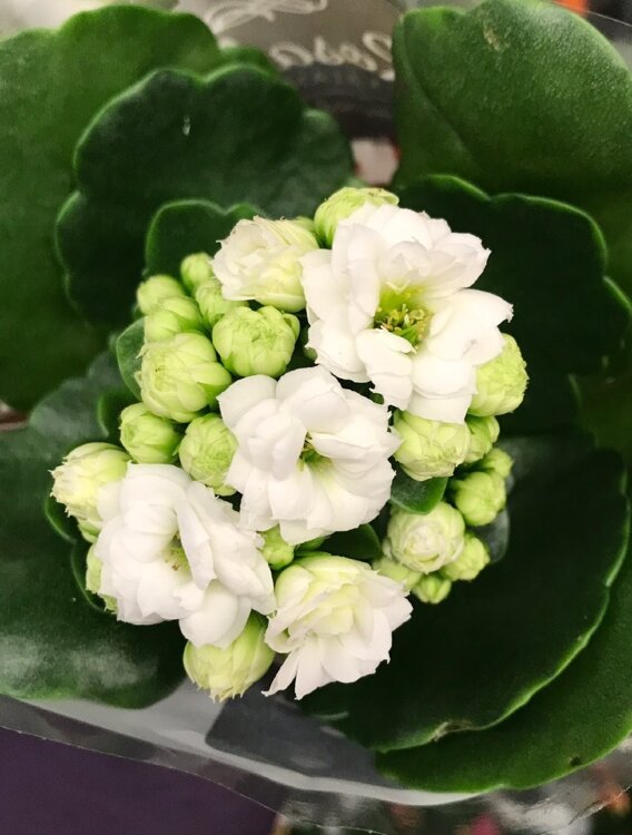 Каланхоэ Каландива белое ⌀6 