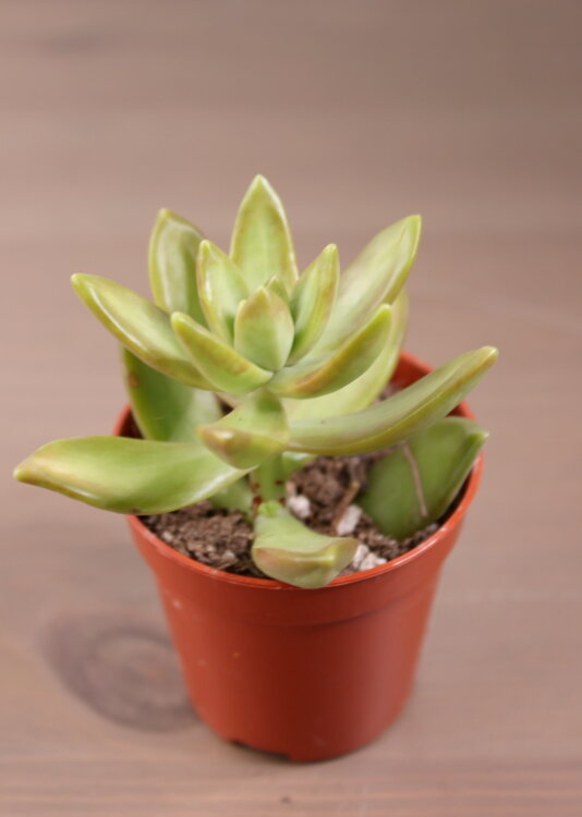 Седум Нуссбаумера ⌀5 