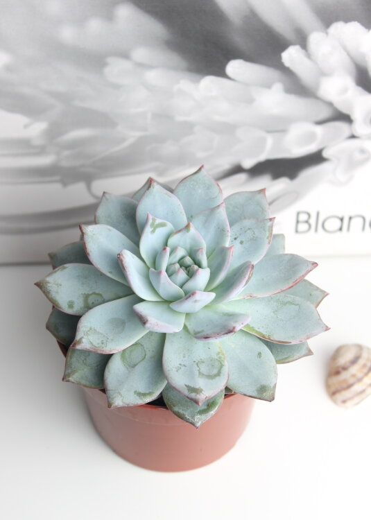 Эхеверия Блю Бёрд ⌀8 