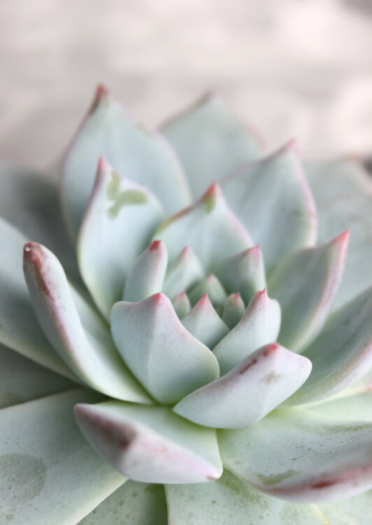 Эхеверия Блю Бёрд ⌀8 