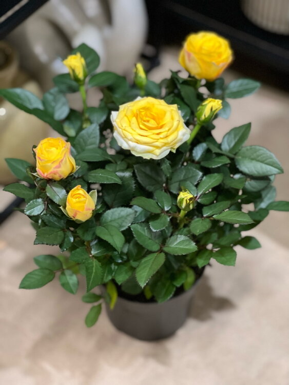 Роза кордана жёлтая ⌀10 30 см 