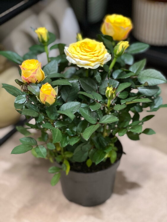 Роза кордана жёлтая ⌀10 30 см 