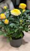 Роза кордана жёлтая ⌀10 30 см 