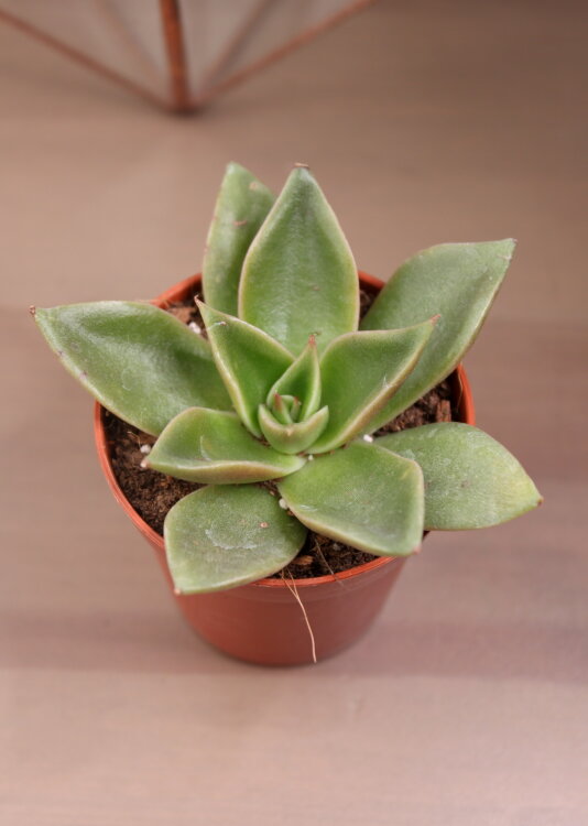 Эхеверия Мексиканская ⌀5 