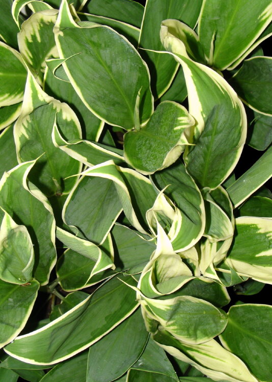 Кордилина Конга ⌀13 50 см 