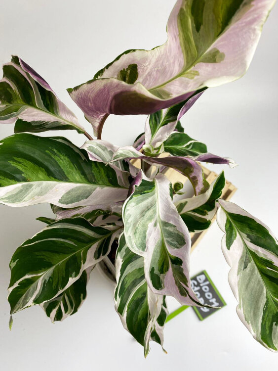 Калатея Фьюжн Вайт ⌀14 