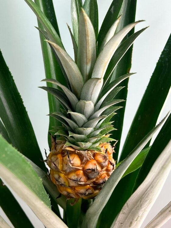 Ананас Чампака ⌀15 45 см 