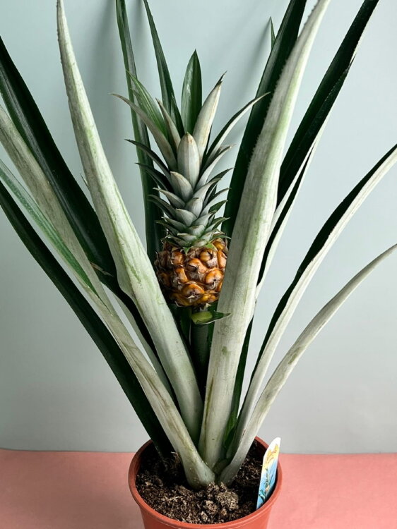 Ананас Чампака ⌀15 45 см 
