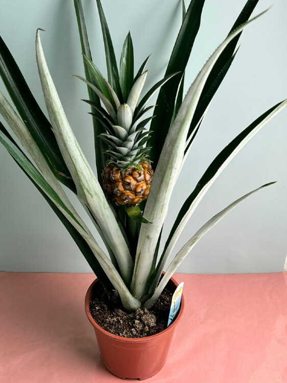 Ананас Чампака ⌀15 45 см 