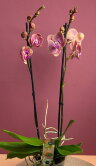 Орхидея Фаленопсис Голден Эппл 2 ст 