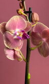 Орхидея Фаленопсис Голден Эппл 2 ст 