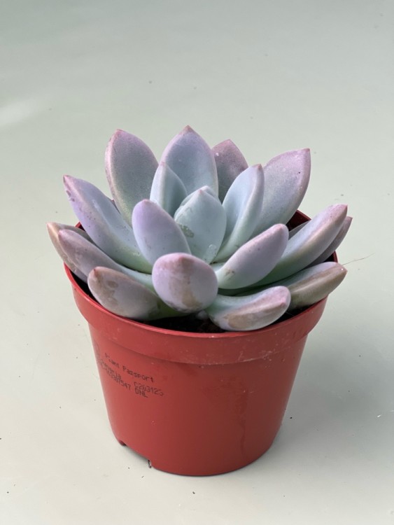 Пахиверия Опалина ⌀8 