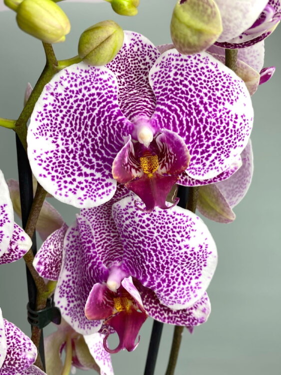 Орхидея Фаленопсис Пандора ⌀12 60 см 