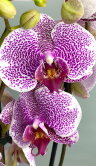 Орхидея Фаленопсис Пандора 2 ст 