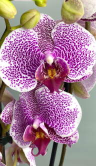 Pandora orchid discount