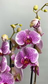 Орхидея Фаленопсис Пандора ⌀12 60 см 
