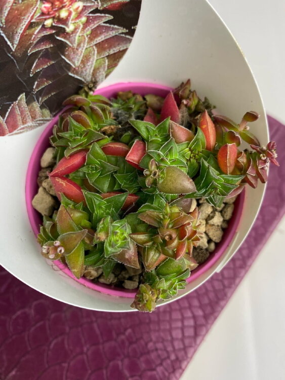 Крассула Капителла Тирсифлора ⌀7 