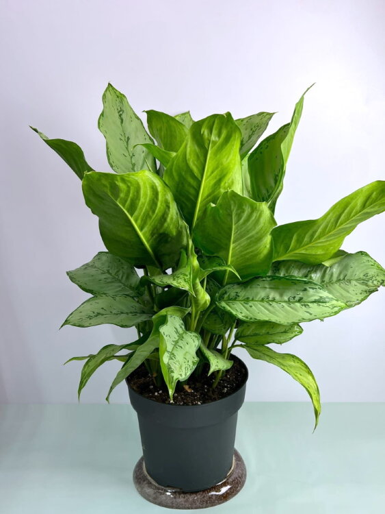 Аглаонема Фридман ⌀24 60 см 