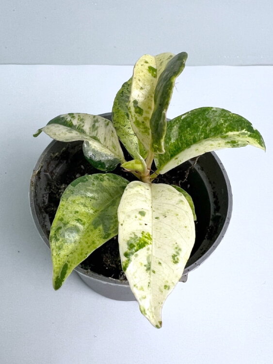 Фикус Эластика Шривериана Муншайн ⌀6 