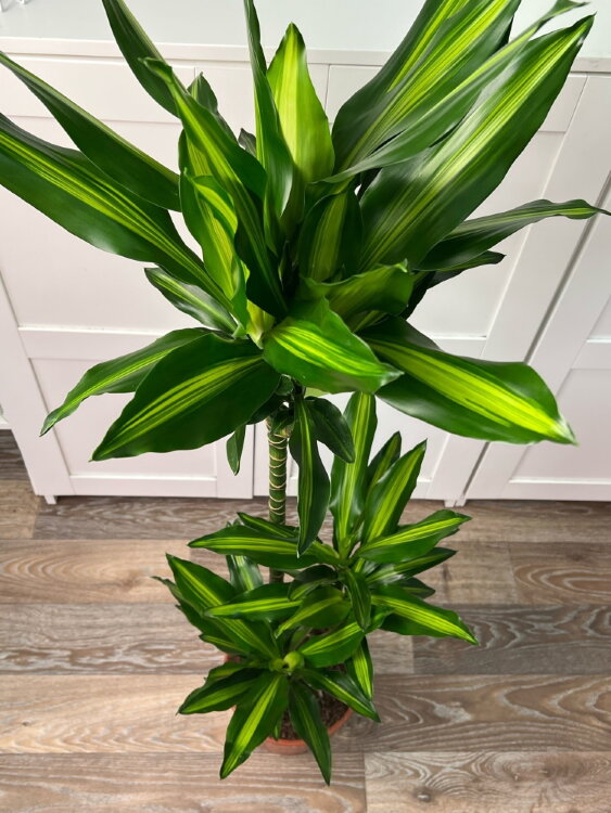 Драцена Фрагранс Чинто 3 ствола ⌀21 110 см 