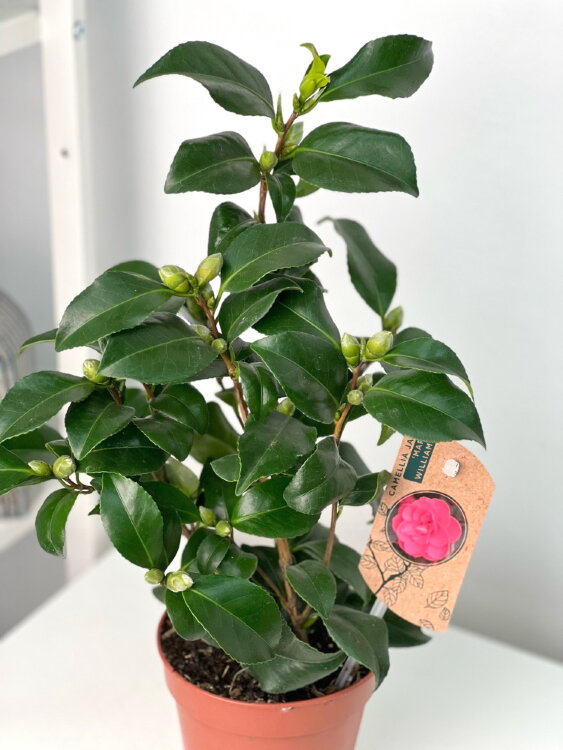 Камелия японская розовая Мэри Уильямс ⌀12 40 см 