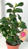 Камелия японская розовая Мэри Уильямс ⌀12 40 см 