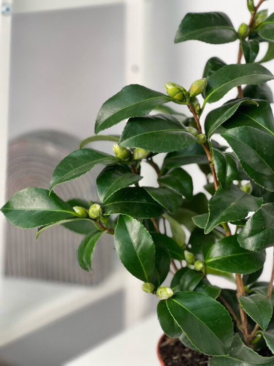 Камелия японская розовая Мэри Уильямс ⌀12 40 см 