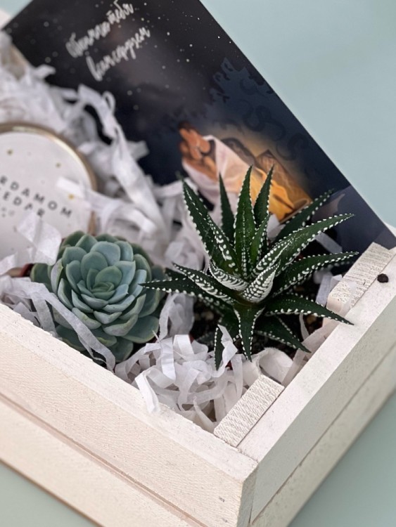 Набор подарочный с суккулентами белый 