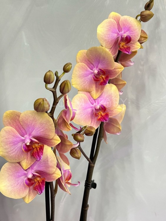 Орхидея Фаленопсис Монза ⌀12 60 см 