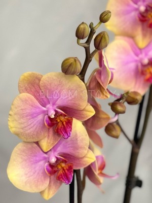 Орхидея Фаленопсис Монза ⌀12 60 см