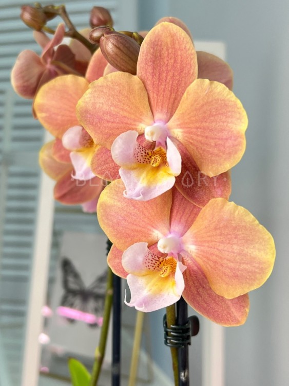 Орхидея Фаленопсис Монако Биг Лип ⌀12 60 см 