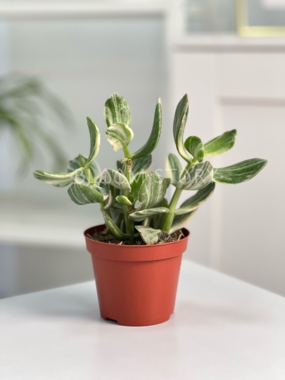 Крассула Овата вариегата ⌀8 15 см 