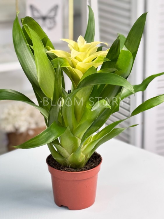 Гузмания Ванилла ⌀12 25 см 