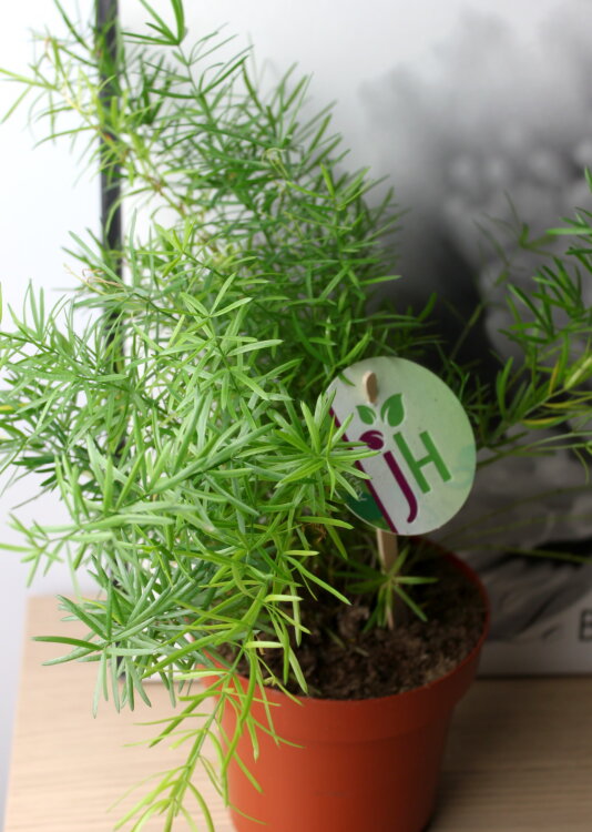 Аспарагус Денсифлорус Спленгери ⌀12 35 см 