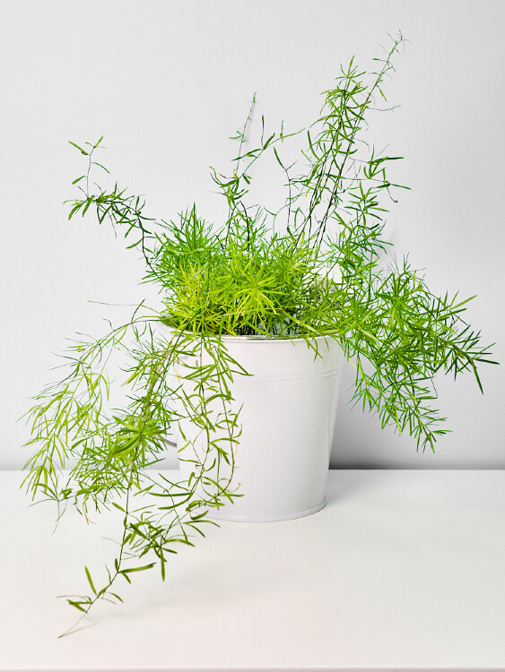 Аспарагус Денсифлорус Спленгери ⌀12 35 см 