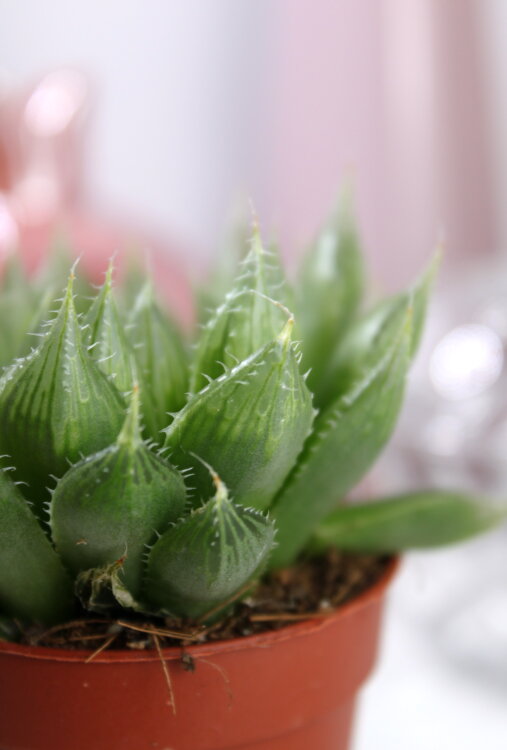 Хавортия Блекберниана ⌀5 