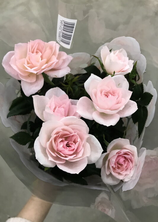 Роза Даника Арома розовая 