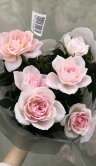 Роза Даника Арома розовая 