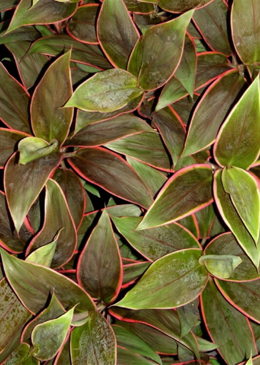 Кордилина Румба ⌀12 45 см 