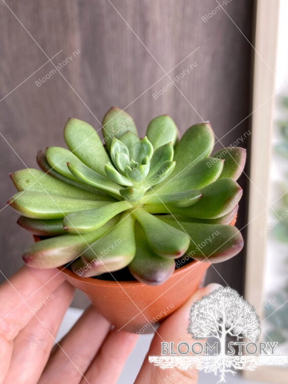 Седеверия Пинк Руби ⌀5 