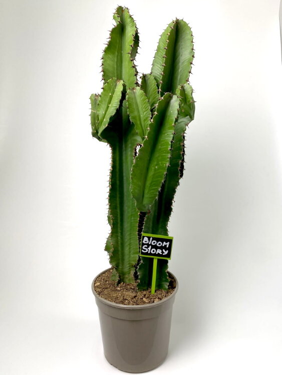 Эуфорбия Эритрея Канариас ⌀21 80 см 