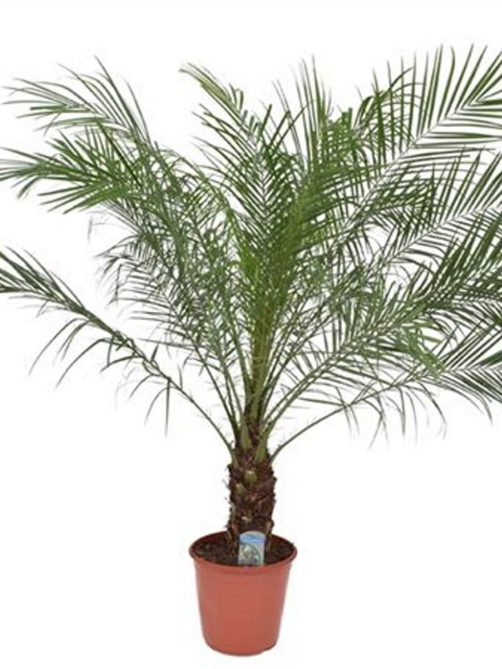 Финик Робелини ⌀23 120 см купить в Москве с доставкой | Магазин ...