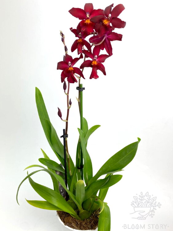 Орхидея Камбрия красная 2 ствола  Орхидея Камбрия красная 2 ствола