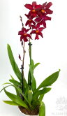 Орхидея Камбрия красная 2 ствола 