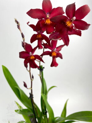 Орхидея Камбрия красная 2 ствола