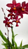 Орхидея Камбрия красная 2 ствола 