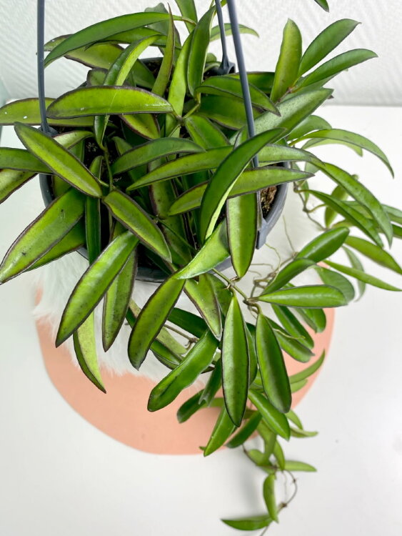 Хойя Вайети подвесная ⌀14 30 см 