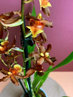 Орхидея Камбрия Колманара 2 ст