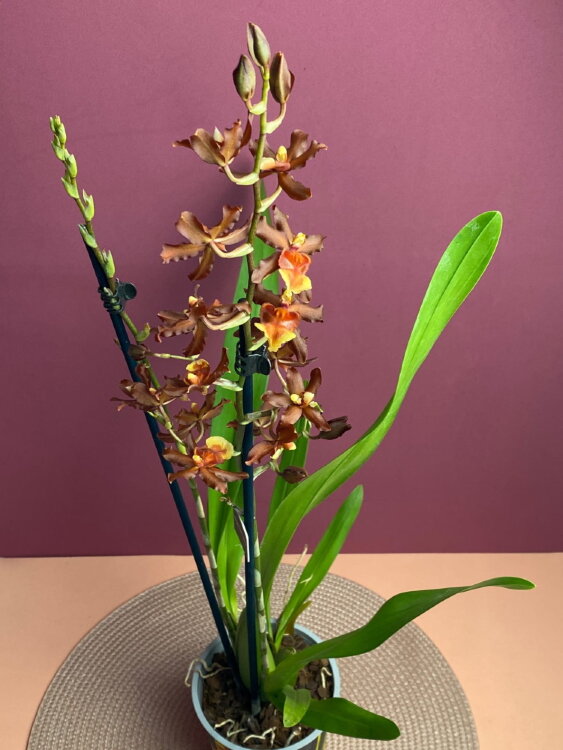 Орхидея Камбрия Колманара 2 ст 